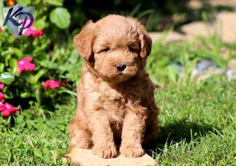 Miniature Labradoodles - Dog Breeders