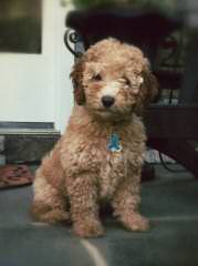 Rainmaker Ranch Labradoodles Breeding Mini & Medium Australian Labradoodles - Dog and Puppy Pictures