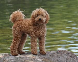 Family-Raised F1b Labradoodle Puppies - Dog and Puppy Pictures