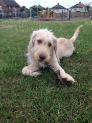 Daisy Doodles Of Nc – Miniature Labradoodle - Dog Breeders