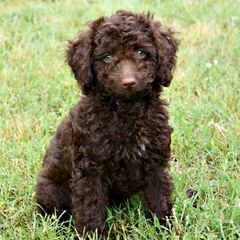 Danmar Labradoodles F1 Labradoodles And Mini Australian Labradoodles - Dog and Puppy Pictures