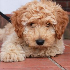 Australian Labradoodle Puppies - Dog and Puppy Pictures