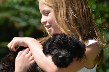 Family-Raised F1b Labradoodle Puppies - Dog and Puppy Pictures