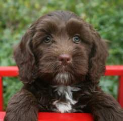 Morning Smile Labradoodles – Quality Australian Multigen Puppies - Dog Breeders