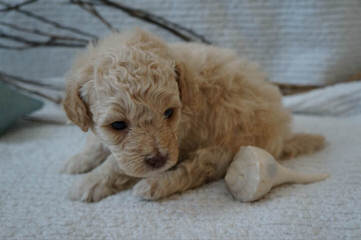 Rainmaker Ranch Labradoodles Breeding Mini & Medium Australian Labradoodles - Dog and Puppy Pictures