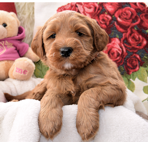 Artisan Labradoodles - Dog and Puppy Pictures