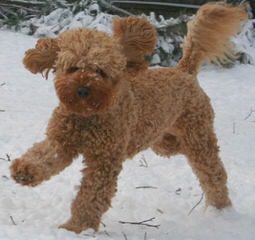 Miniature Labradoodles - Dog and Puppy Pictures