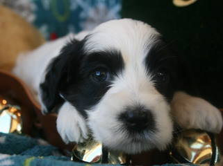 Howdy Doodles – Mini/Med Australian Multigen Litter Pups Available - Dog and Puppy Pictures