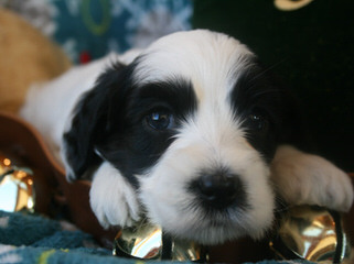 Howdy Doodles – Mini/Med Australian Multigen Litter Pups Available - Dog Breeders