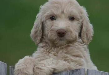 Howdy Doodles – Mini/Med Australian Multigen Litter Pups Available - Dog and Puppy Pictures