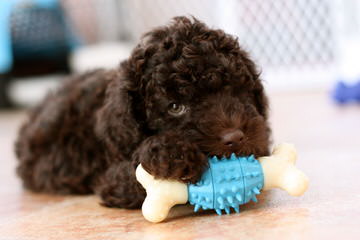 Doodle Downs – Red, Chocolate, Phantom, Cream/Apricot Fb Labradoodle Pups Available! - Dog Breeders