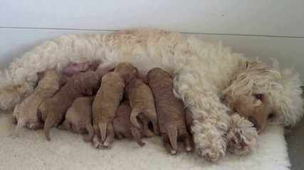 Australian Labradoodle Puppies - Dog Breeders