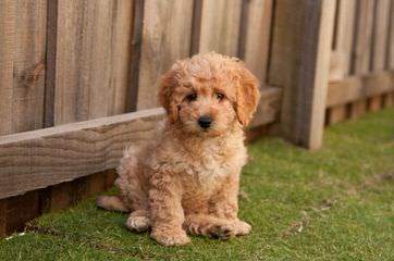 Riverbend Labradoodles - Dog Breeders