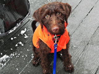 Doodle Downs – Red, Chocolate, Phantom, Cream/Apricot Fb Labradoodle Pups Available! - Dog Breeders