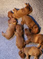 Doodle Downs – Red, Chocolate, Phantom, Cream/Apricot Fb Labradoodle Pups Available! - Dog Breeders