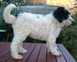 Rainmaker Ranch Labradoodles Breeding Mini & Medium Australian Labradoodles - Dog Breeders