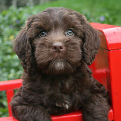 Living Streams Labradoodles & Goldendoodles - Dog and Puppy Pictures