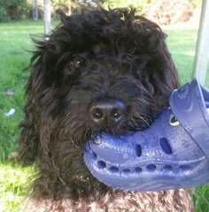 Family-Raised F1b Labradoodle Puppies - Dog Breeders