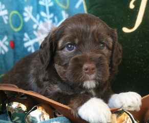 Howdy Doodles – Mini/Med Australian Multigen Litter Pups Available - Dog Breeders