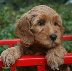 Australian Labradoodle Puppies - Dog Breeders