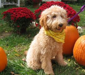 Riverbend Labradoodles - Dog and Puppy Pictures