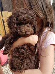 Red Rock Labradoodles-Red F1b Labradoodle Puppies - Dog Breeders