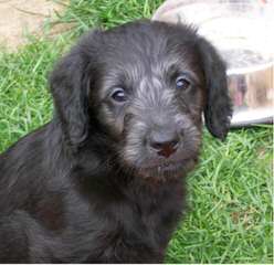 Miniature Labradoodles - Dog and Puppy Pictures