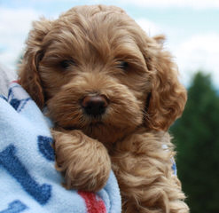 Red Rock Labradoodles-Red F1b Labradoodle Puppies - Dog Breeders