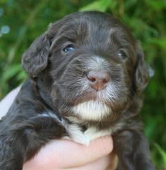 Family-Raised F1b Labradoodle Puppies - Dog Breeders