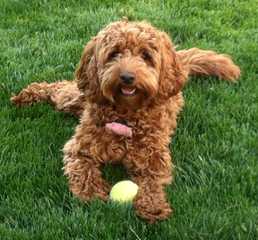 Red Rock Labradoodles-Red F1b Labradoodle Puppies - Dog Breeders