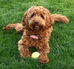 Family-Raised F1b Labradoodle Puppies - Dog Breeders