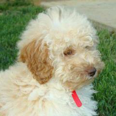 Rainmaker Ranch Labradoodles Breeding Mini & Medium Australian Labradoodles - Dog Breeders