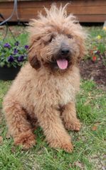 Morning Smile Labradoodles – Quality Australian Multigen Puppies - Dog Breeders