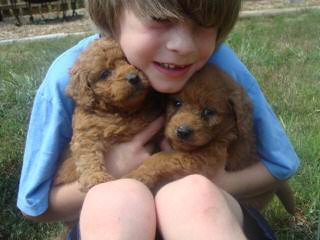 Daisy Doodles Of Nc – Miniature Labradoodle - Dog Breeders