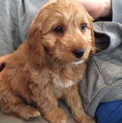 Copper Canyon Australian Labradoodles Raising Mini And Medium Australian Labradoodles - Dog Breeders