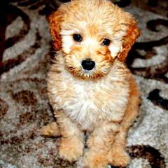 Doodle Downs – Red, Chocolate, Phantom, Cream/Apricot Fb Labradoodle Pups Available! - Dog and Puppy Pictures