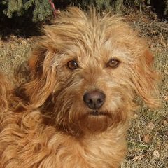 Copper Canyon Australian Labradoodles Raising Mini And Medium Australian Labradoodles - Dog Breeders