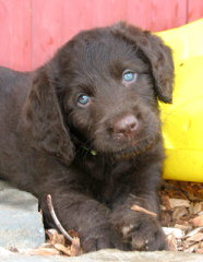 Australian Labradoodle Puppies - Dog and Puppy Pictures