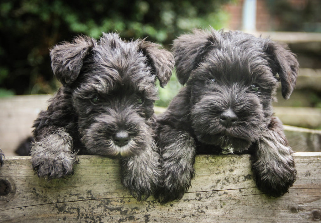 Miniature Schnauzer Dogs and Puppies