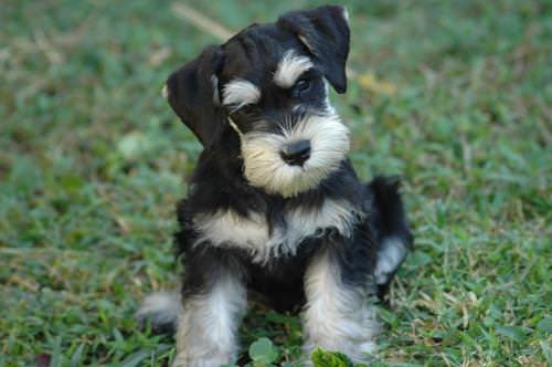 Miniature Schnauzer Dogs and Puppies