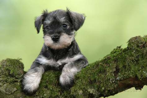 Miniature Schnauzer Dogs and Puppies