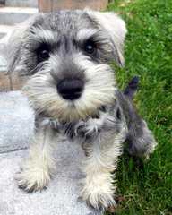 Sabrina’s Miniature Schnauzers - Dog and Puppy Pictures