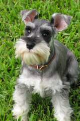 2 Beautiful Miniature Salt&Pepper Female Schnauzer - Dog and Puppy Pictures