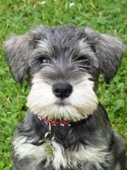 Toy Schnauzer Xing - Dog and Puppy Pictures