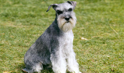 Seeking Stud Miniature Schnauzer - Dog Breeders