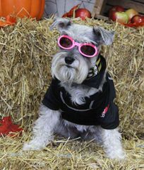 Miniature Schnauzer Sale - Dog Breeders