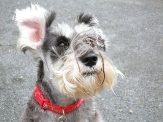 Tiny Tot Schnauzers - Dog Breeders