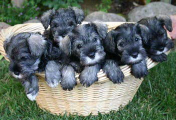 Sabrina’s Miniature Schnauzers - Dog and Puppy Pictures