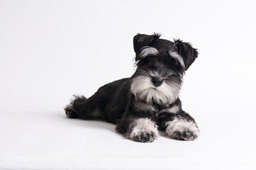 2 Beautiful Miniature Salt&Pepper Female Schnauzer - Dog Breeders