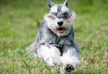 Country Home Schnauzer - Dog and Puppy Pictures